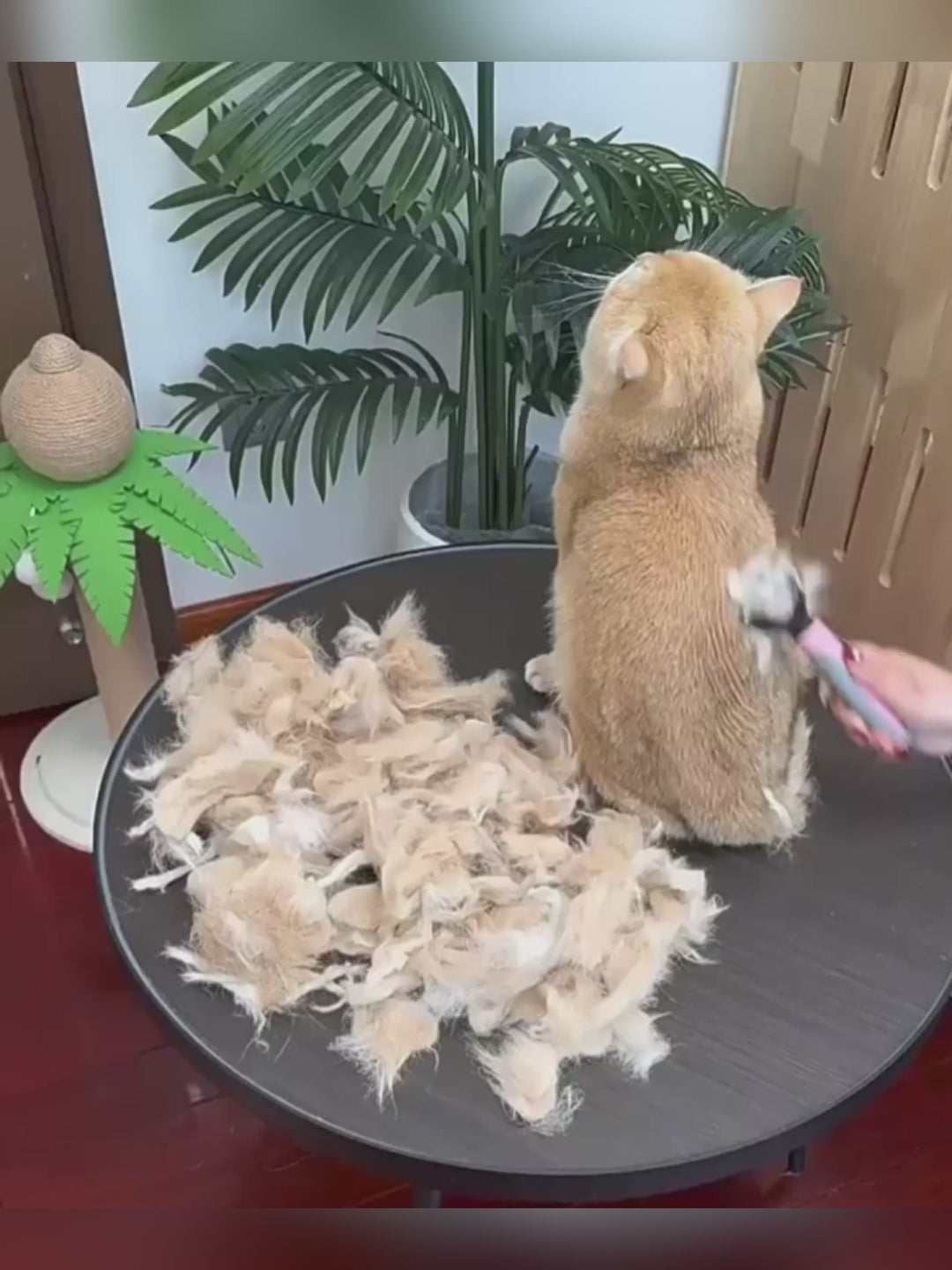 Dual-Sided Stainless Steel Pet Dematting & Shedding Brush